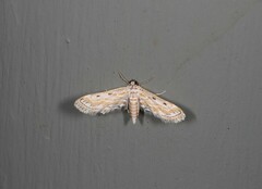 Parapoynx dentizonalis