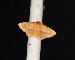 Striglina buergersi