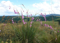 Dierama pulcherrimum