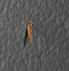 Pyroderces
