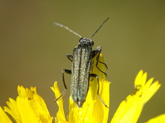Oedemera virescens