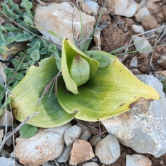 Himantoglossum robertianum