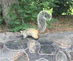 Sciurus stramineus