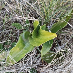 Himantoglossum robertianum