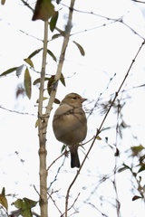 Fringilla coelebs coelebs