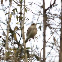 Fringilla coelebs coelebs