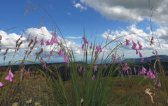 Dierama pulcherrimum