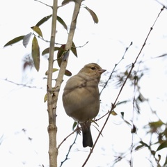 Fringilla coelebs coelebs