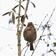Fringilla coelebs coelebs