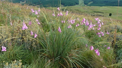 Dierama pulcherrimum