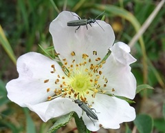 Oedemera virescens