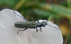 Oedemera virescens