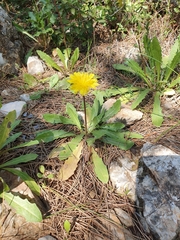 Leontodon tuberosus