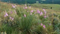 Dierama pulcherrimum