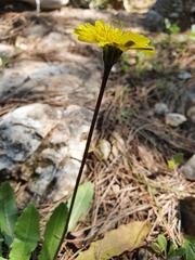 Leontodon tuberosus