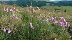 Dierama pulcherrimum