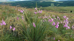 Dierama pulcherrimum