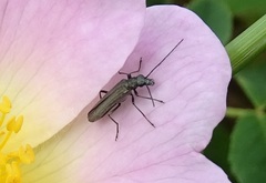 Oedemera virescens