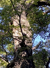 Pygarrhichas albogularis