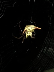 Micrathena acuta