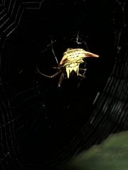 Micrathena acuta