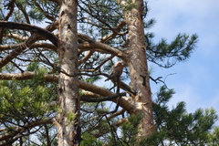 Loxia pytyopsittacus