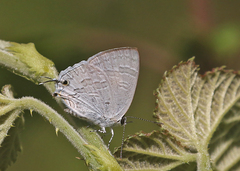 Sinthusa chandrana