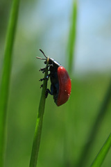 Chrysomela populi