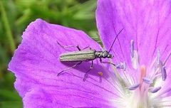 Oedemera virescens