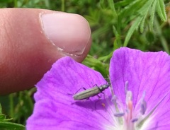 Oedemera virescens