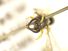 Hylaeus punctatus
