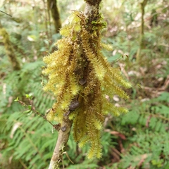 Ptychomnion aciculare