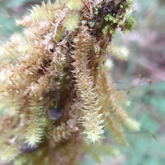 Ptychomnion aciculare