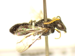 Hylaeus punctatus