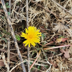 Taraxacum mongolicum