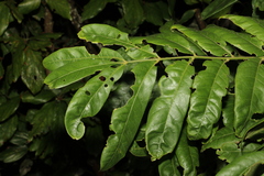 Dysoxylum