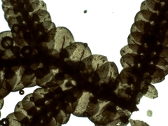 Frullania tamarisci