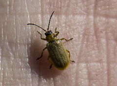 Galerucella nymphaeae