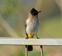 Pycnonotus barbatus layardi