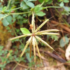 Lotus uliginosus