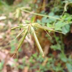 Lotus uliginosus