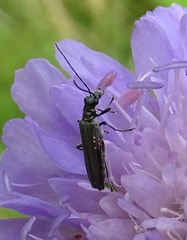 Oedemera virescens