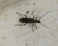 Grammoptera ruficornis