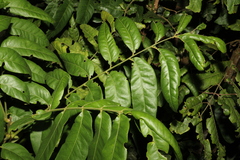 Dysoxylum