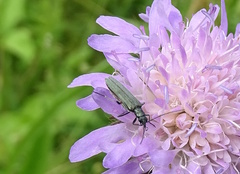 Oedemera virescens