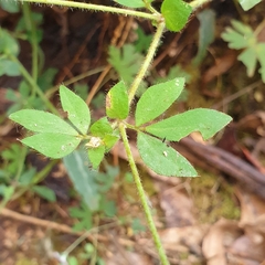 Lotus uliginosus