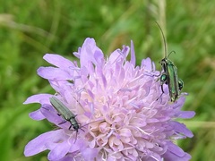Oedemera virescens