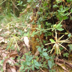 Lotus uliginosus