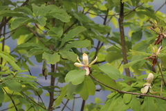 Magnolia officinalis
