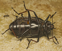 Cyphaleus imperialis